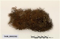 藏品(羽苔屬)的圖片